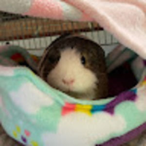 Meet your Posher, Joy